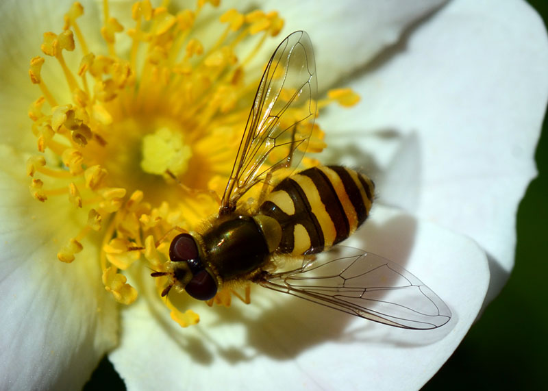 Syrphidae